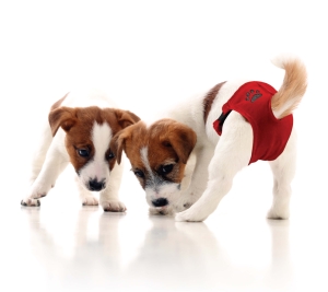 Majtki na cieczkę GRANDE FINALE